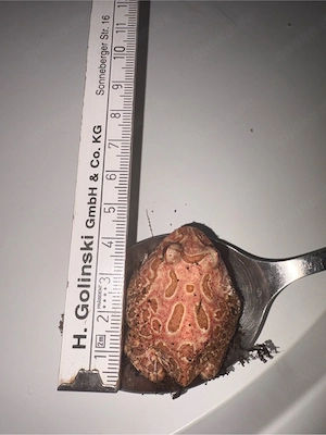 Schmuckhornfrösche 2 Stück 