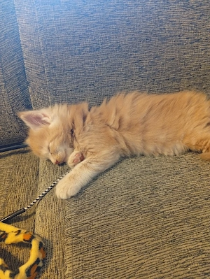 Reinrassige Maine coon Deckkater Odin  Bild 7