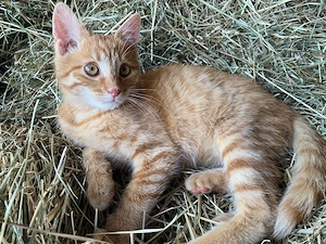 roter Kater