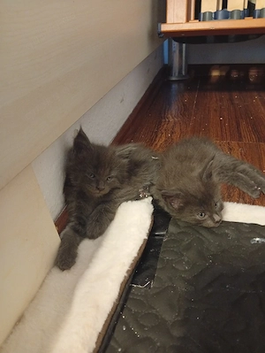 Reinrassige Maine coon Deckkater Odin  Bild 8