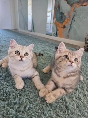 Bkh Kitten Abgabebereit 