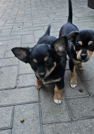 reinrassige Chihuahuas Babys 
