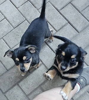 reinrassige Chihuahuas Babys 