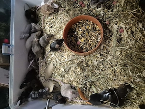 Wunderschöne Bunte Mischung Farbmäuse