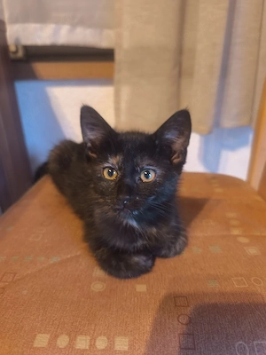 Katzen baby 