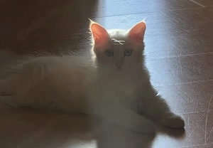 Neva Masquerade Kitten auszugsbereit!