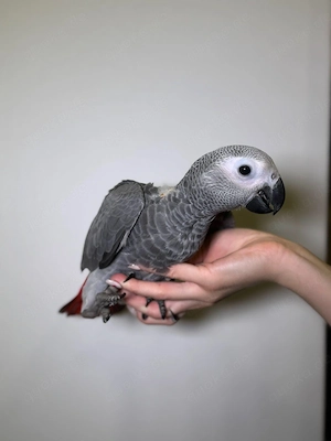 Graupapageien aus dem Kongo, Jungvögel, ausgewachsene Tiere, gesellig, handaufgezogen und zahm.