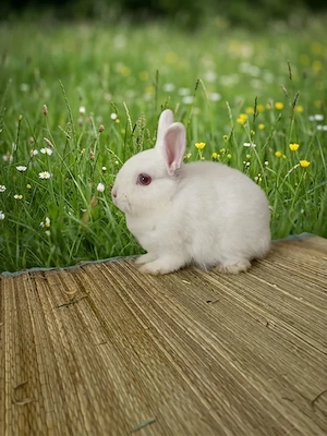 Kastriert Zwergkaninchen 2026 Farbenzwerg Angora Mix Rammler Kaninchen Zahm Anhänglich Sehr Lieb