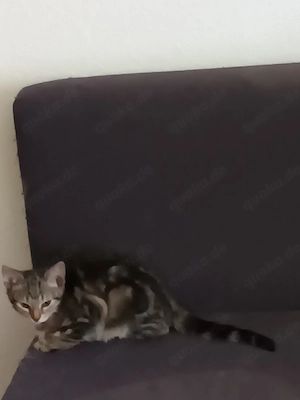 Ragdoll und Ragdollmixe  update  Bild 3
