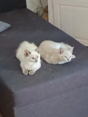 Ragdoll und Ragdollmixe 