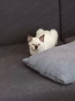 Ragdoll und Ragdollmixe  update  Bild 2