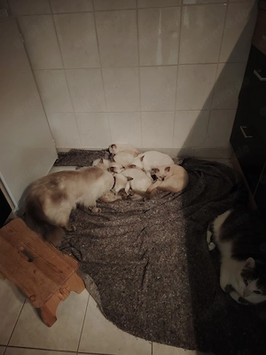 Ragdoll und Ragdollmixe  update  Bild 4