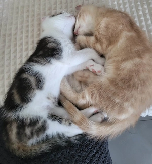 Zwei süße Katzenjungs suchen ein liebevolles Zuhause 