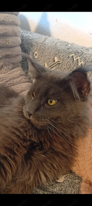 Reinrassige Maine coon Deckkater Odin  Bild 9