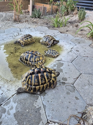 Griechische Landschildkröten 