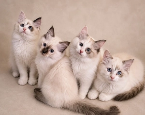 Blue Mitted Ragdoll Kitten sind auszugsbereit