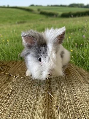 Kastriert Zwergkaninchen Rhönfarbig Löwenkopf Kaninchen Rammler Freundlich und Unterwürfig