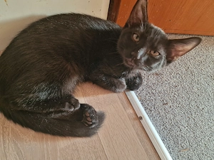 Kitten suchen neues Zuhause 