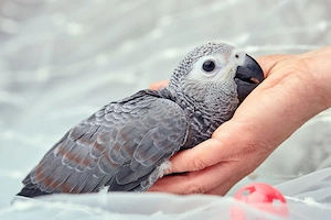 Graupapageien aus dem Kongo, gesellige Jungvögel, handaufgezogen und gezähmt. 