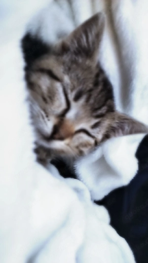 bengal mix mädchen