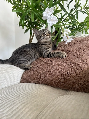 reinrassige Britisch Kurzhaar Kitten BKH