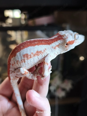Höckerkopfgecko - Rhacodactylus auriculatus 0.1