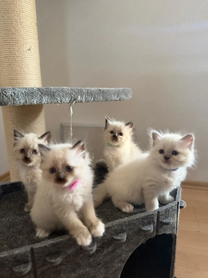 Sehr hübsche Heilige Birma Kitten
