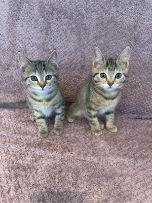 Bkh Mix kitten 