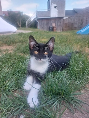 3 Süsse Kitten suchen ein für immer Zuhause 