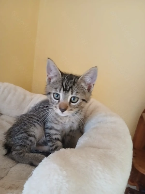 Bengalmix Kitten...wir suchen noch 