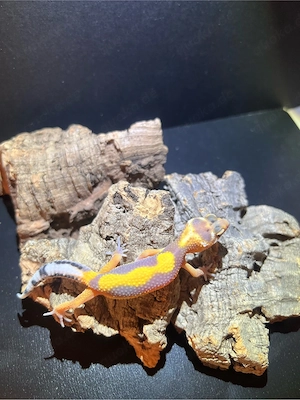 Leopardgecko NZ2026