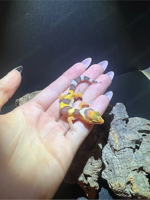 Leopardgecko NZ2026