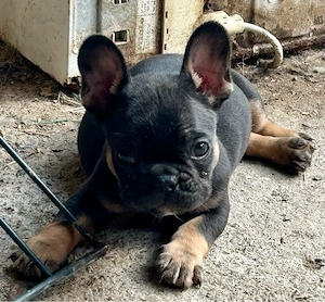 French Bulldog, Französische Bulldogge, Frenchie, Welpen