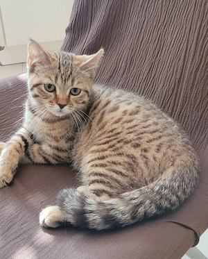 BKH-Kitten - Kater