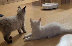 Neva Masquerade Kitten auszugsbereit!