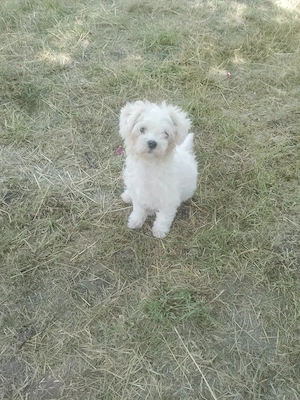 Bichon Toy