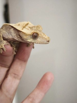 Kronengecko - Correlophus ciliatus 0.1