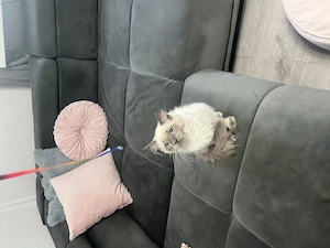 Ragdoll kitten sucht Zuhause 