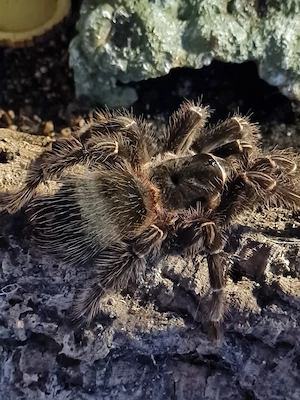 Lasiodora Parahybana Weibchen NZ 2023