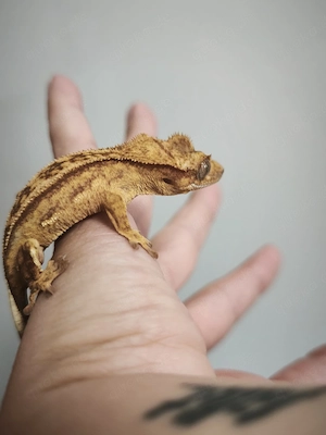 Kronengecko -  Correlophus ciliatus