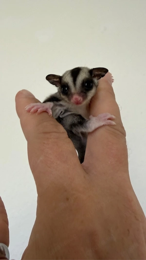 Sugar Glider Jungtiere 1.1 , weiblich und männlich abzugeben (Geschwister)