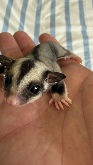 Sugar Glider Jungtiere 1.1 , weiblich und männlich abzugeben (Geschwister)