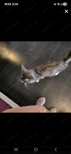 Main coon kater zu verkaufen  mit paar Problemen 