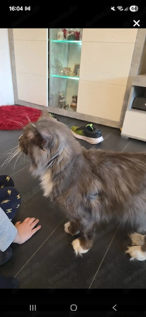 main coon  zu verschenken 