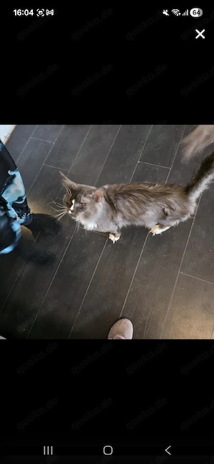 main coon 