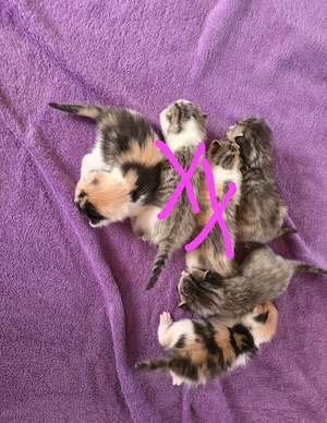Babykatzen suchen neues Zuhause