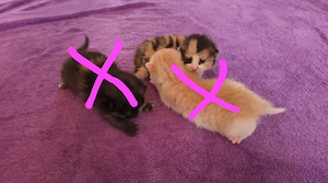 Süße Katzenbabys