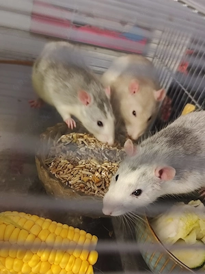 3 Farb Ratten Böckchen 