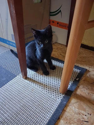 Katerchen und Kätzchen suchen ein schönes Zuhause Bild 2