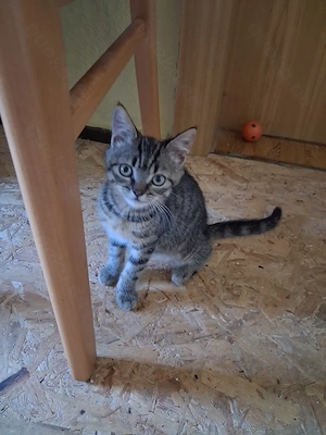 Katerchen und Kätzchen suchen ein schönes Zuhause